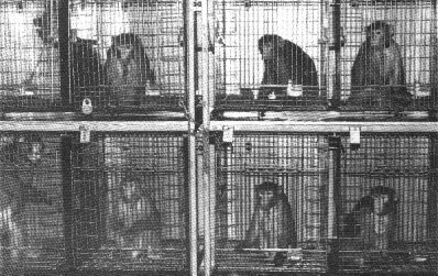 Primates in cages (41k)