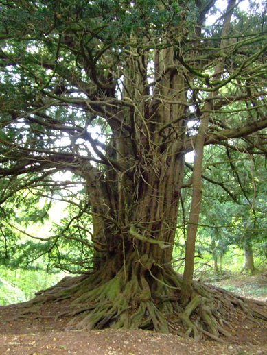 The original tree (now two small stems) is 20 yards uphill, this came from its roots.