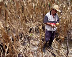 Colombian Farmer Edgar Esteban looks over his dried maize crops fumigated with Roundup. Farmers complain their food crops, livestock and drinking water have been contaminated. Photo: AP/Wide World Photos