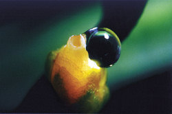 Macro shot of single female flower with clearly visible micropylar drops.