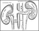 A couple of kidneys, courtesy of Gray's Anatomy