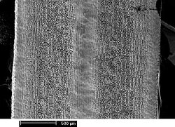 The bands of stomata on the lower surface of the yew leaf (c.2mm wide). Their number varies in different Taxus species.