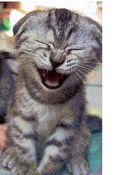 Cat laughing