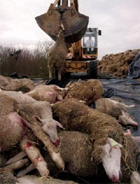 deadsheep2.jpg (14537 bytes)