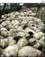 sheepthrong.jpg (5965 bytes)