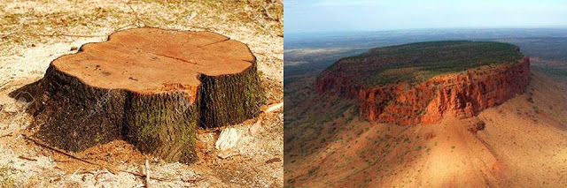 giant trees in the world