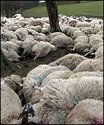 Dead sheep awaiting burial