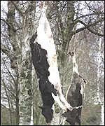 Cows strung up in Kootwijkerbroek