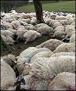 deadsheep.jpg (7989 bytes)